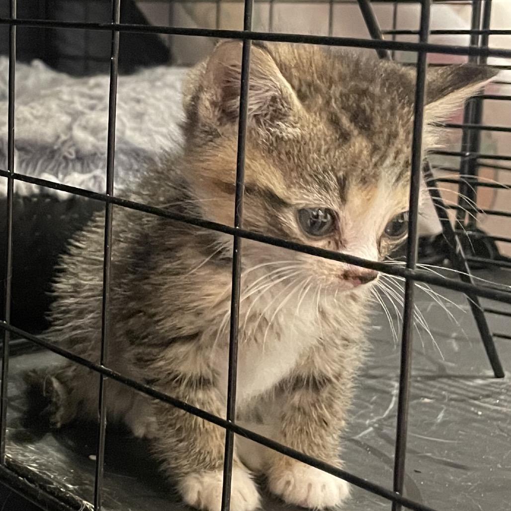 Enlarge Candy Paint - DR, a Adoptable Domestic Short Hair in Tallahassee, FL image 3/6