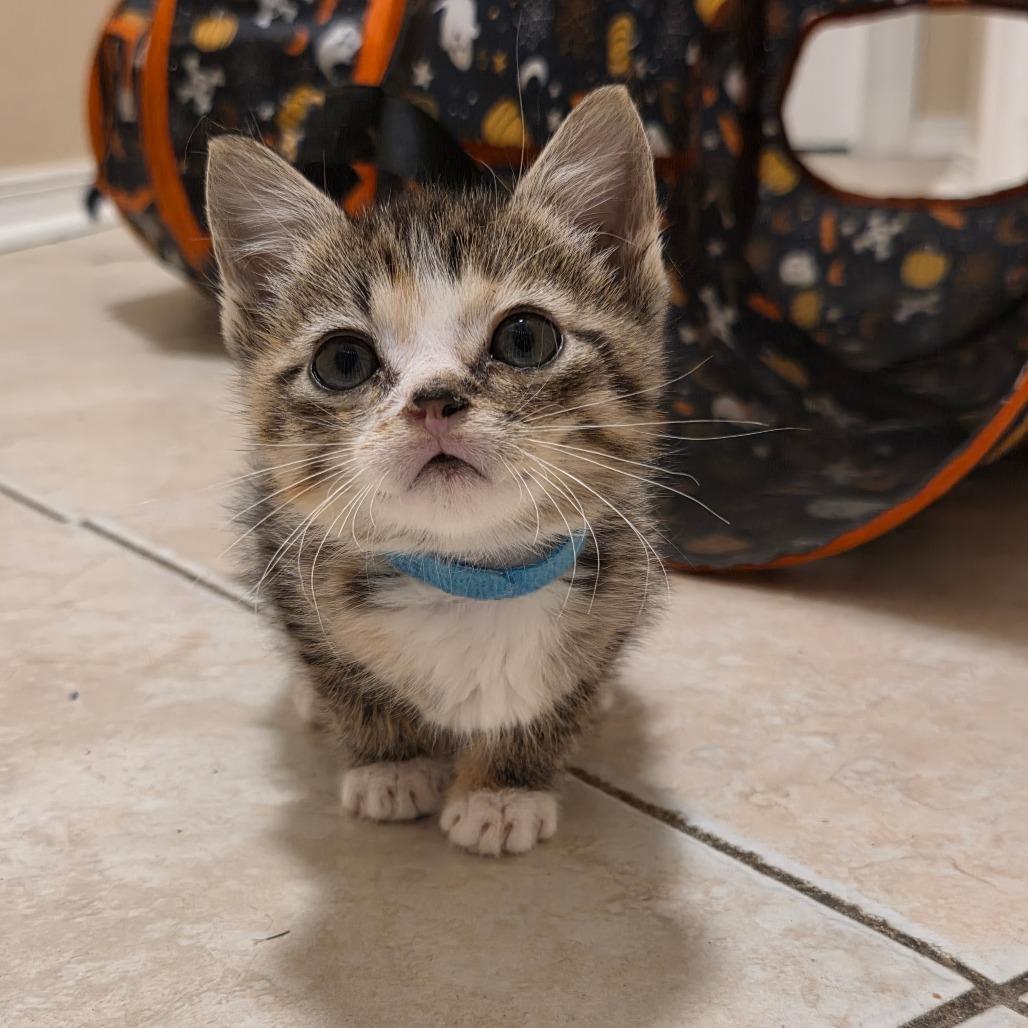 Enlarge Candy Paint - DR, a Adoptable Domestic Short Hair in Tallahassee, FL image 4/6