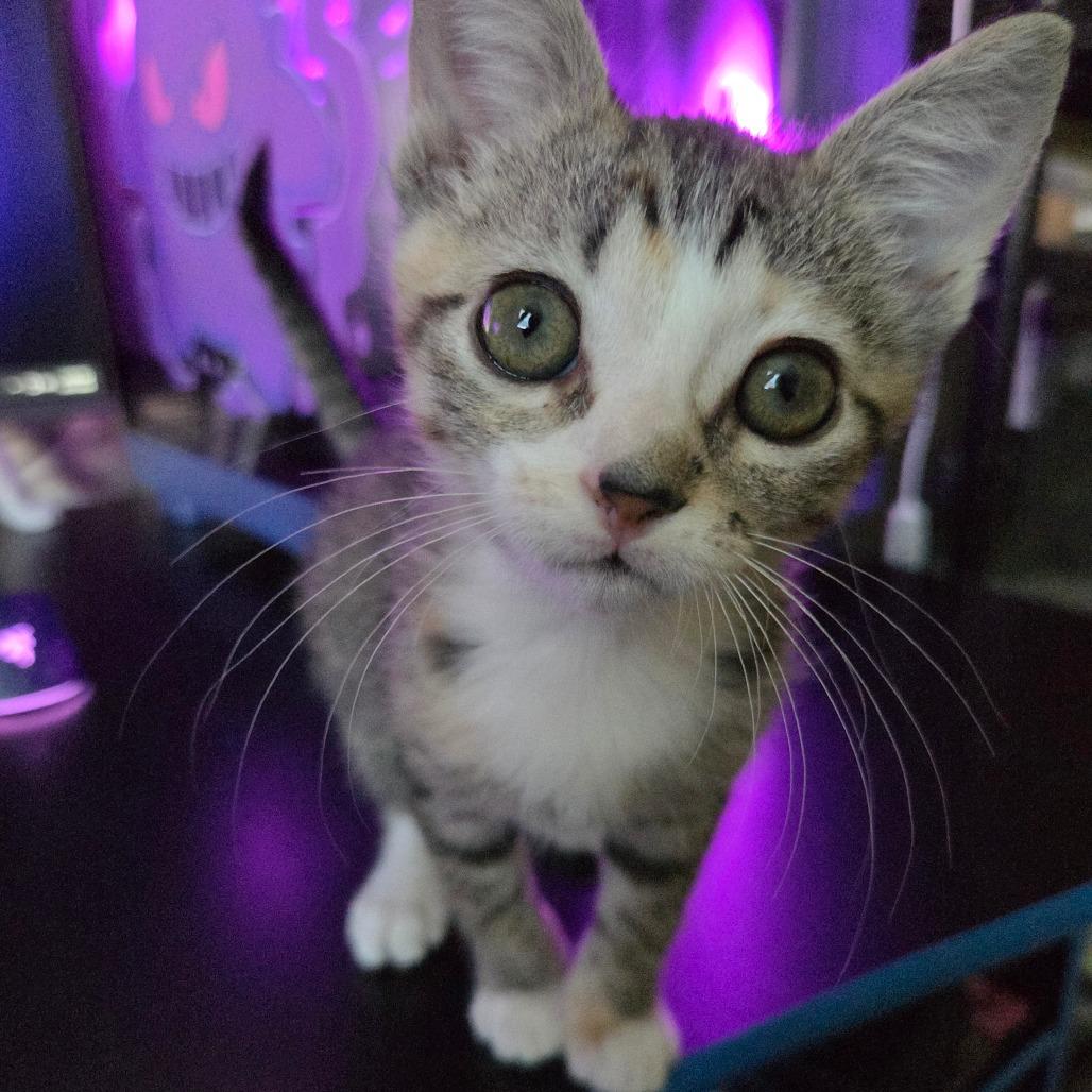 Enlarge Candy Paint - DR, a Adoptable Domestic Short Hair in Tallahassee, FL image 5/6