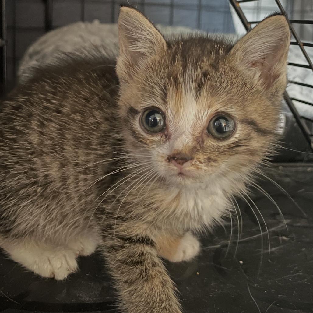 Enlarge Candy Paint - DR, a Adoptable Domestic Short Hair in Tallahassee, FL image 6/6