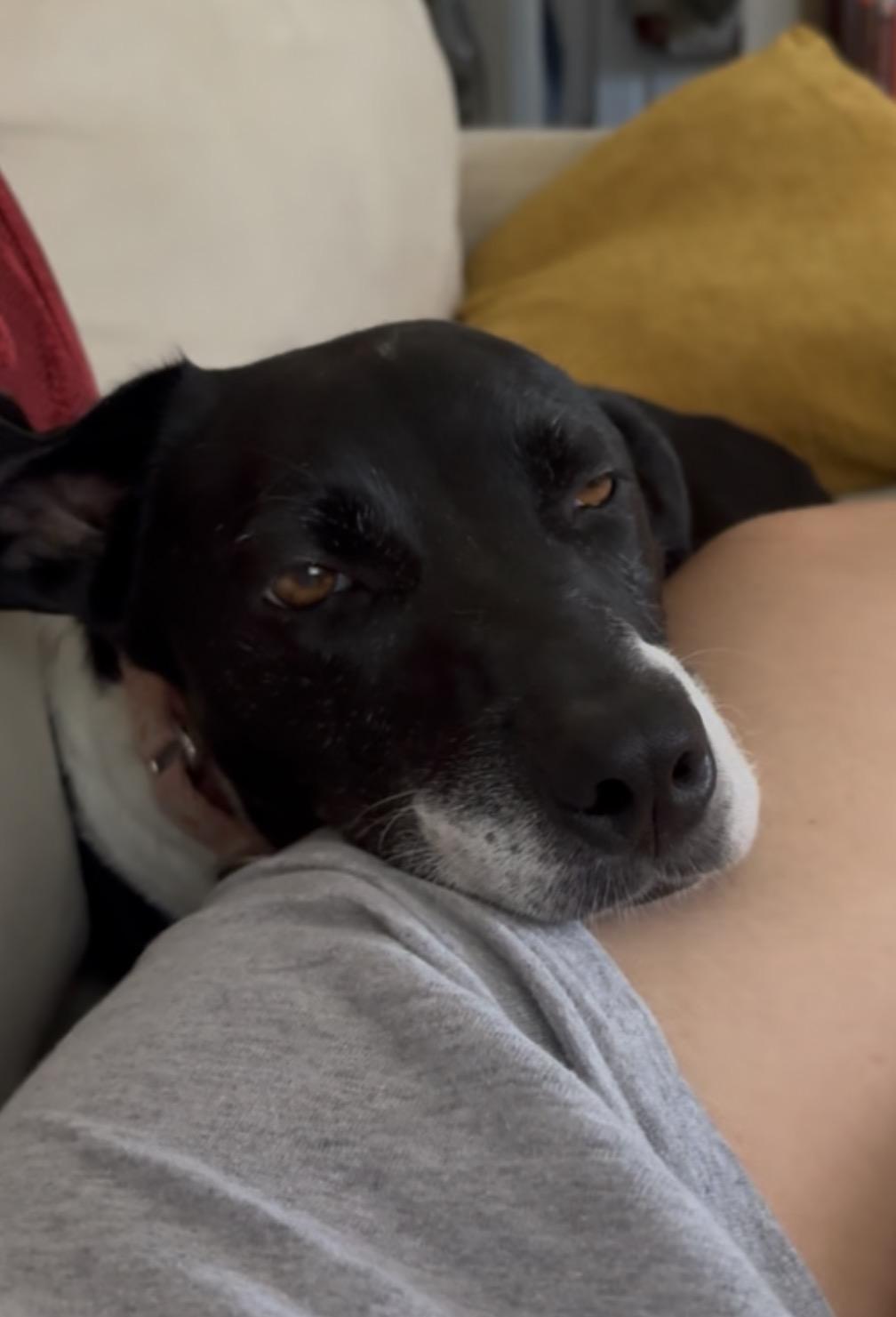 Enlarge Bessie, a Adoptable mixed breed in Charlotte, NC image 2/2