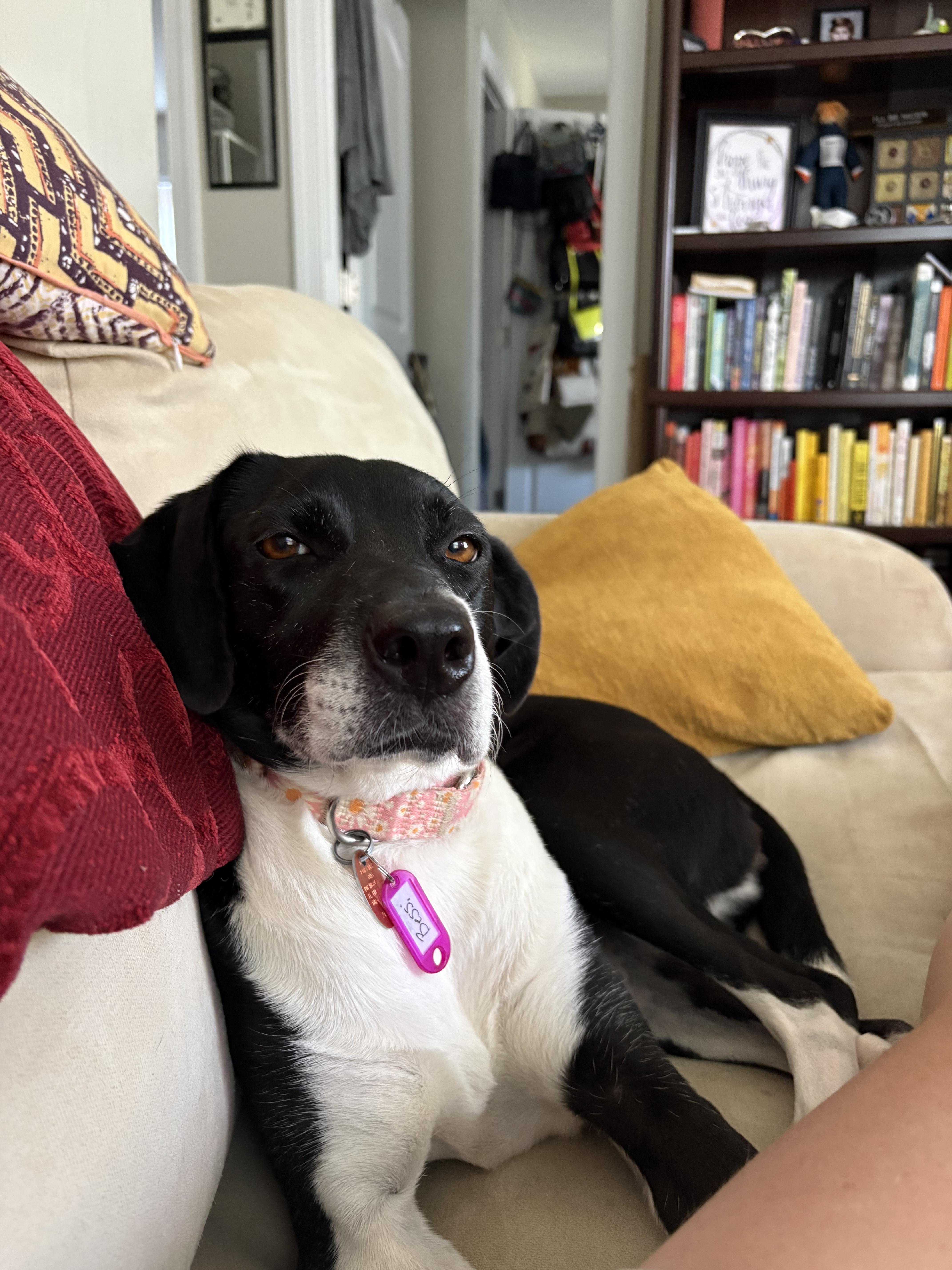 Enlarge Bessie, a Adoptable mixed breed in Charlotte, NC image 1/2