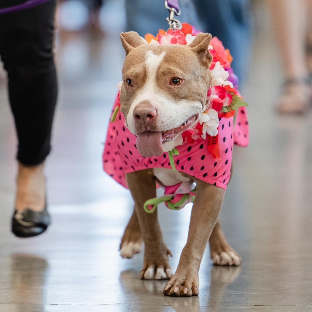 Enlarge Lulamae--In Foster, a Adoptable Pit Bull Terrier in Fargo, ND image 1/6