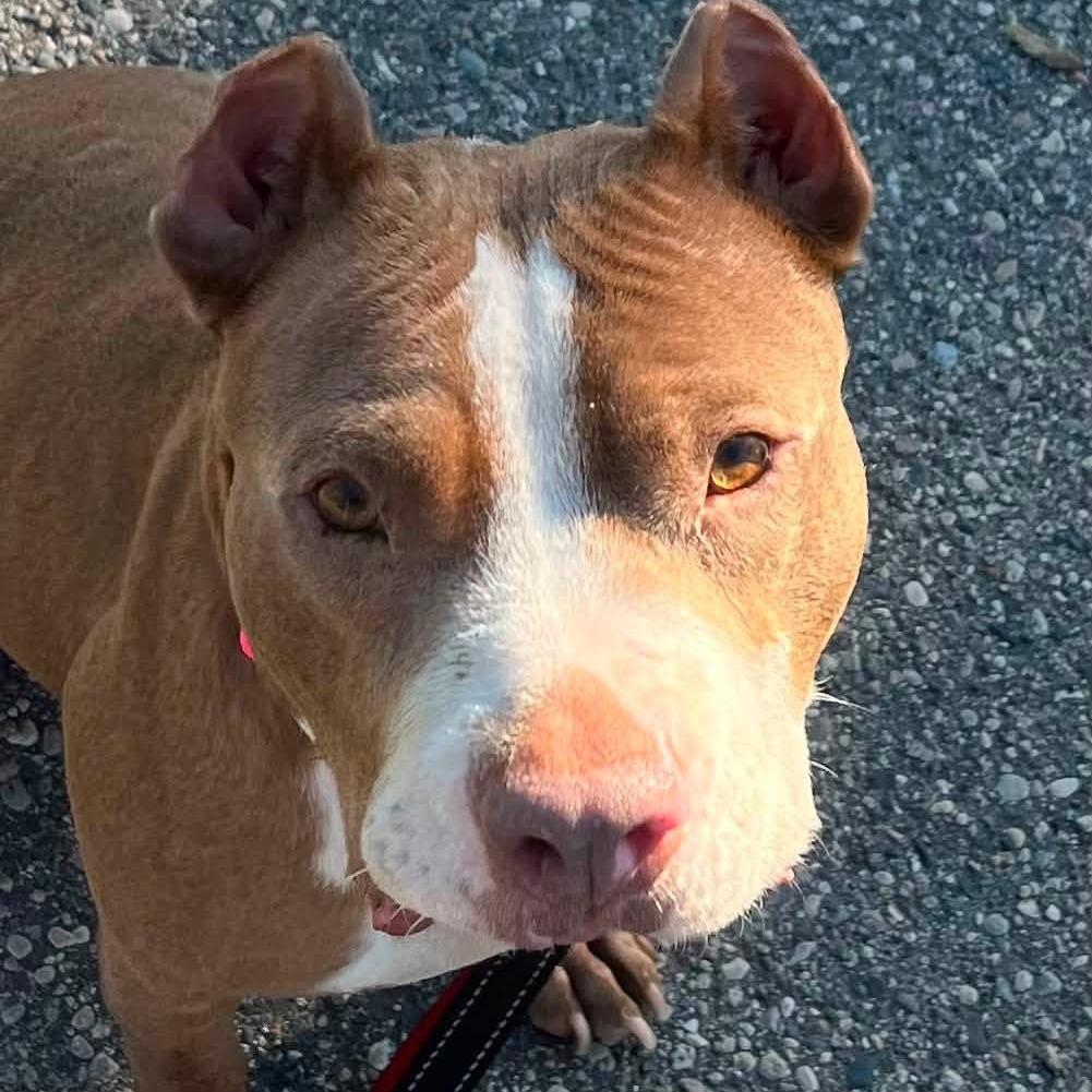 Enlarge Lulamae--In Foster, a Adoptable Pit Bull Terrier in Fargo, ND image 2/6