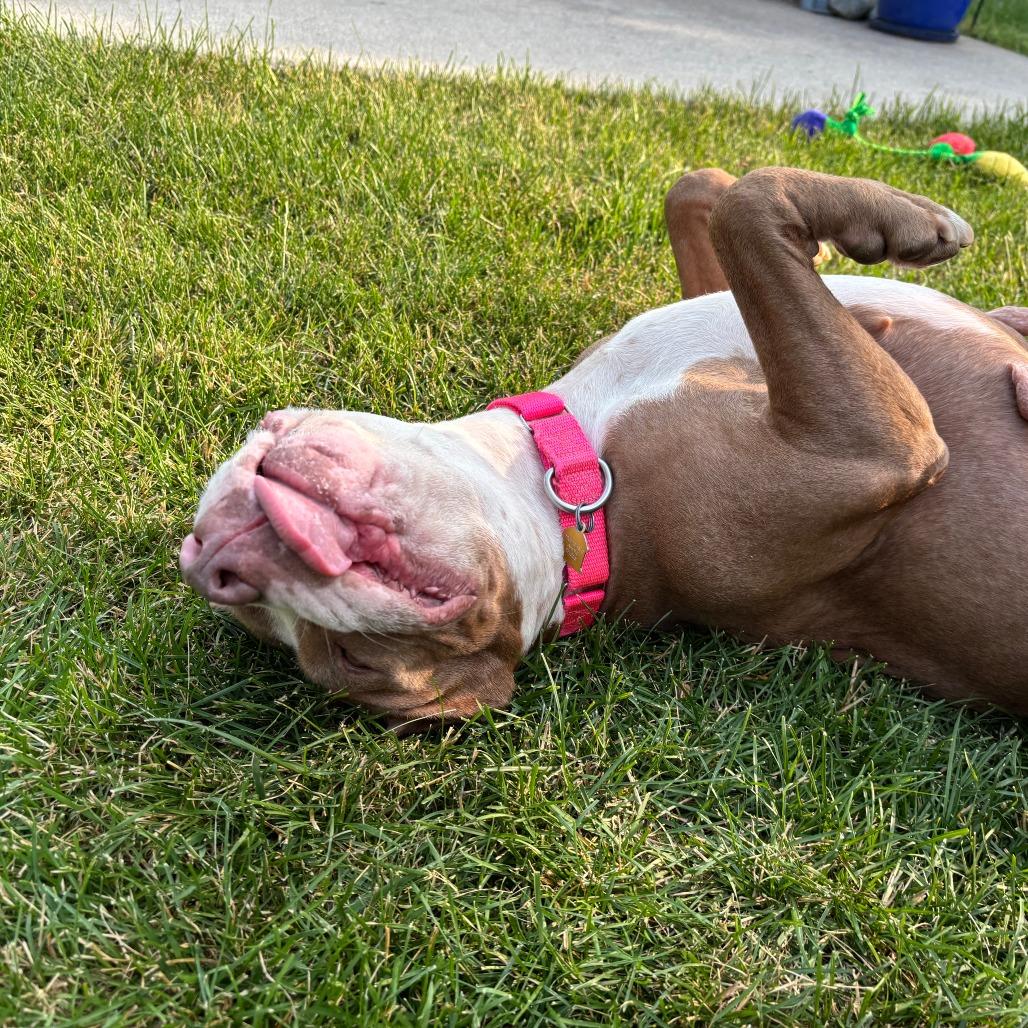 Enlarge Lulamae--In Foster, a Adoptable Pit Bull Terrier in Fargo, ND image 3/6