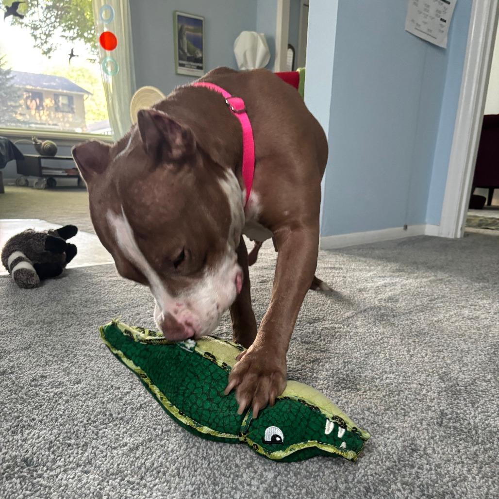 Enlarge Lulamae--In Foster, a Adoptable Pit Bull Terrier in Fargo, ND image 4/6