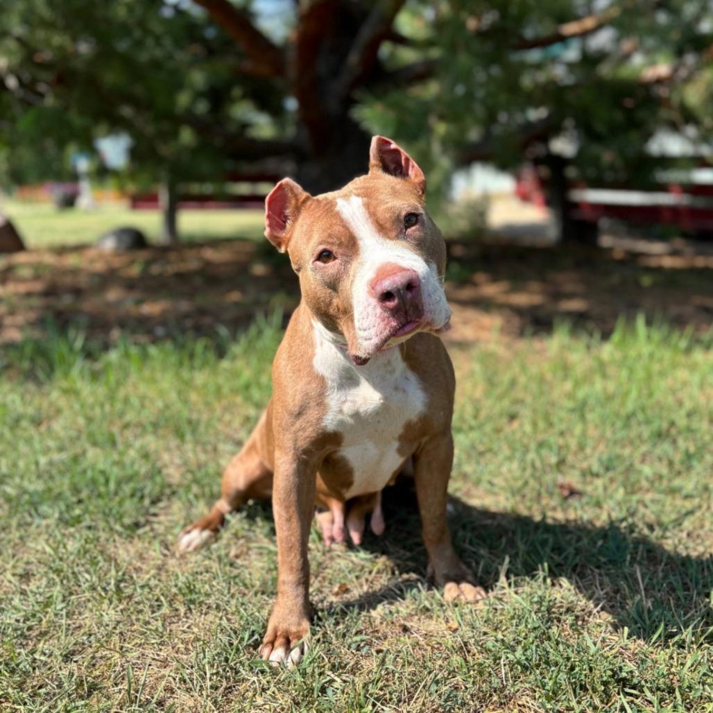 Enlarge Lulamae--In Foster, a Adoptable Pit Bull Terrier in Fargo, ND image 5/6