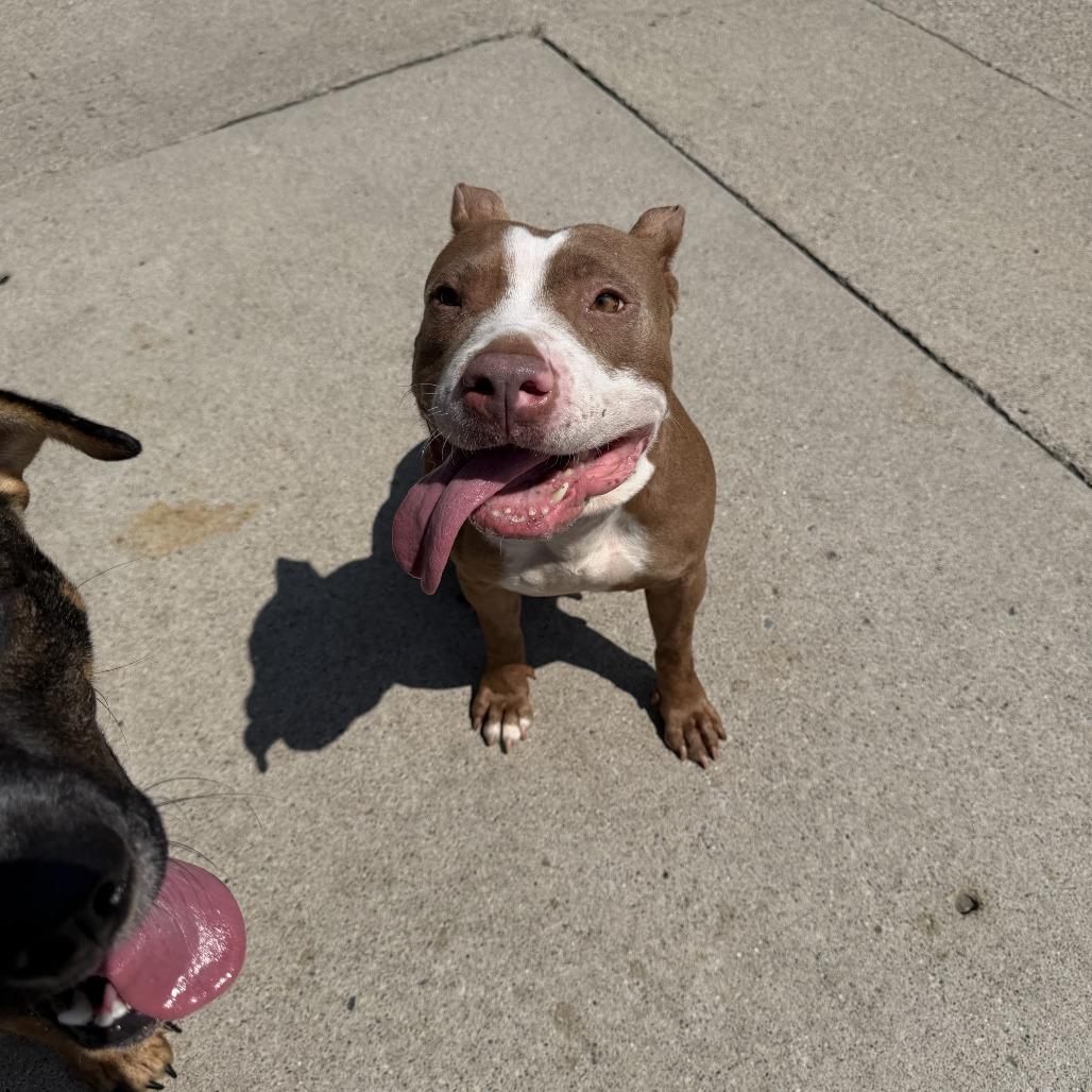Enlarge Lulamae--In Foster, a Adoptable Pit Bull Terrier in Fargo, ND image 6/6
