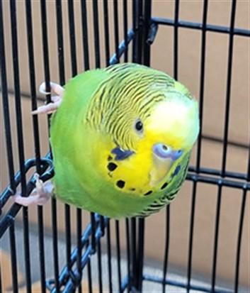 LEO, Adoptable, Young Male Budgie / Budgerigar.