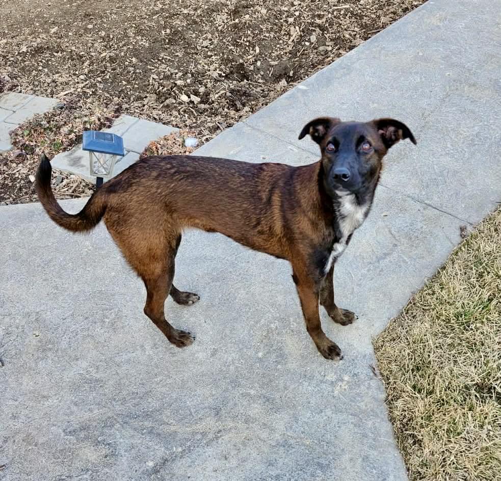 Enlarge Emma, a ADOPTABLE mixed breed in Dunmore, AB image 2/3