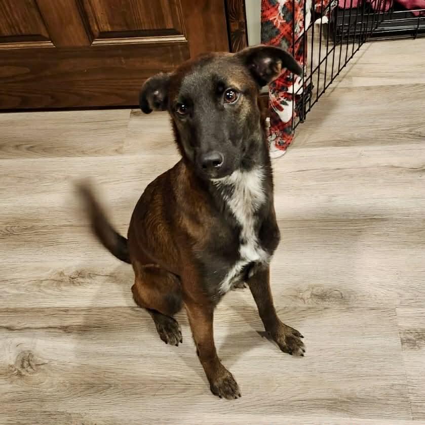 Enlarge Emma, a ADOPTABLE mixed breed in Dunmore, AB image 1/3