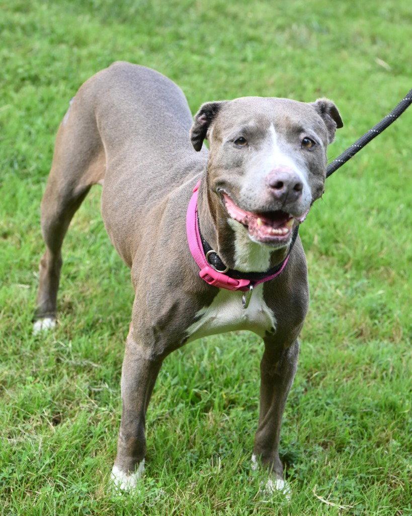 DA 9 Lucy Mae, Adoptable, Young Female Pit Bull Terrier.