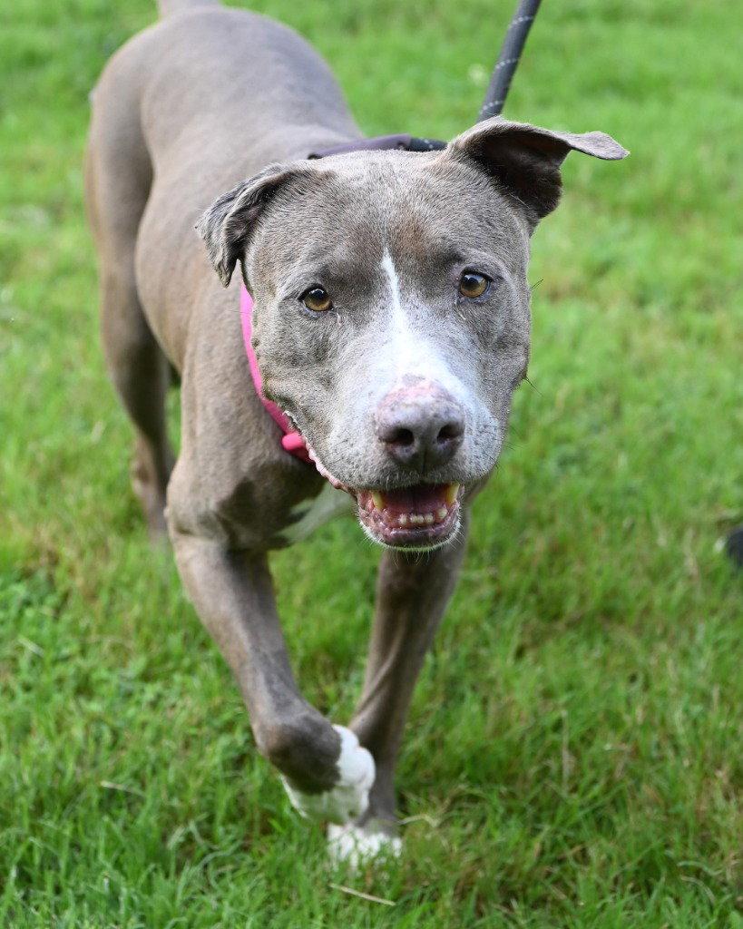 DA 9 Lucy Mae, a Adoptable Pit Bull Terrier in Glen Allen, VA image 2/3