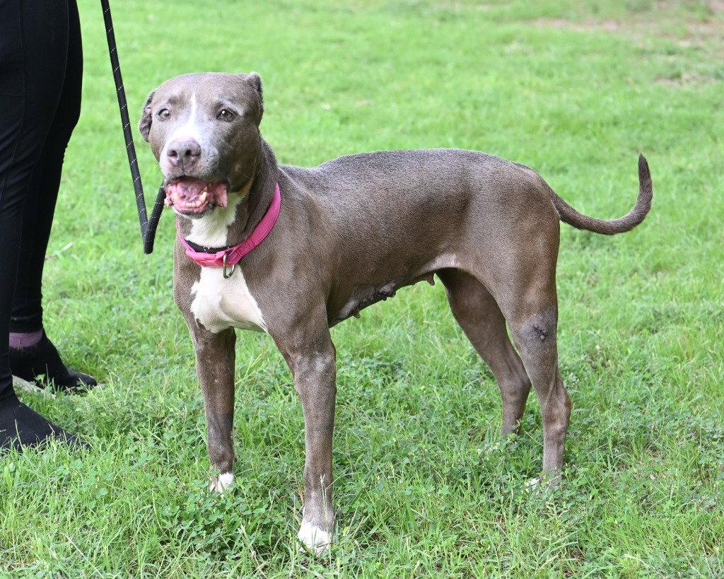 DA 9 Lucy Mae, a Adoptable Pit Bull Terrier in Glen Allen, VA image 3/3