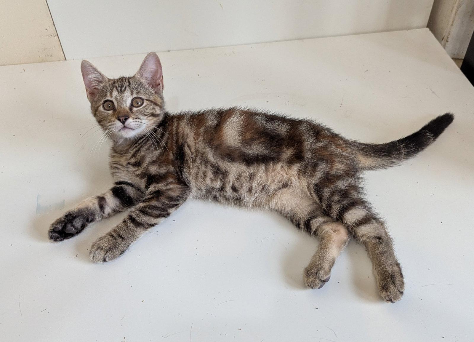Cami, Adoptable, Young Male Domestic Short Hair.