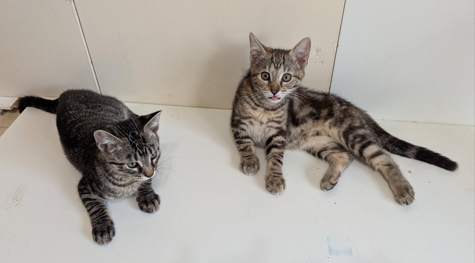 Enlarge Cami, a Adoptable Domestic Short Hair in McKinney, TX image 2/2