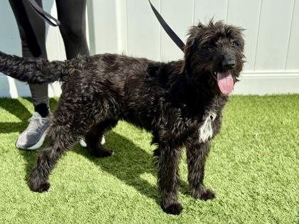Ebba, a hold Labradoodle in Downers Grove, IL image 3/3