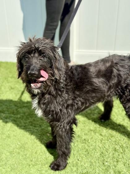 Ebba, a hold Labradoodle in Downers Grove, IL image 1/3