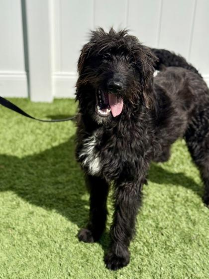 Ebba, a hold Labradoodle in Downers Grove, IL image 2/3