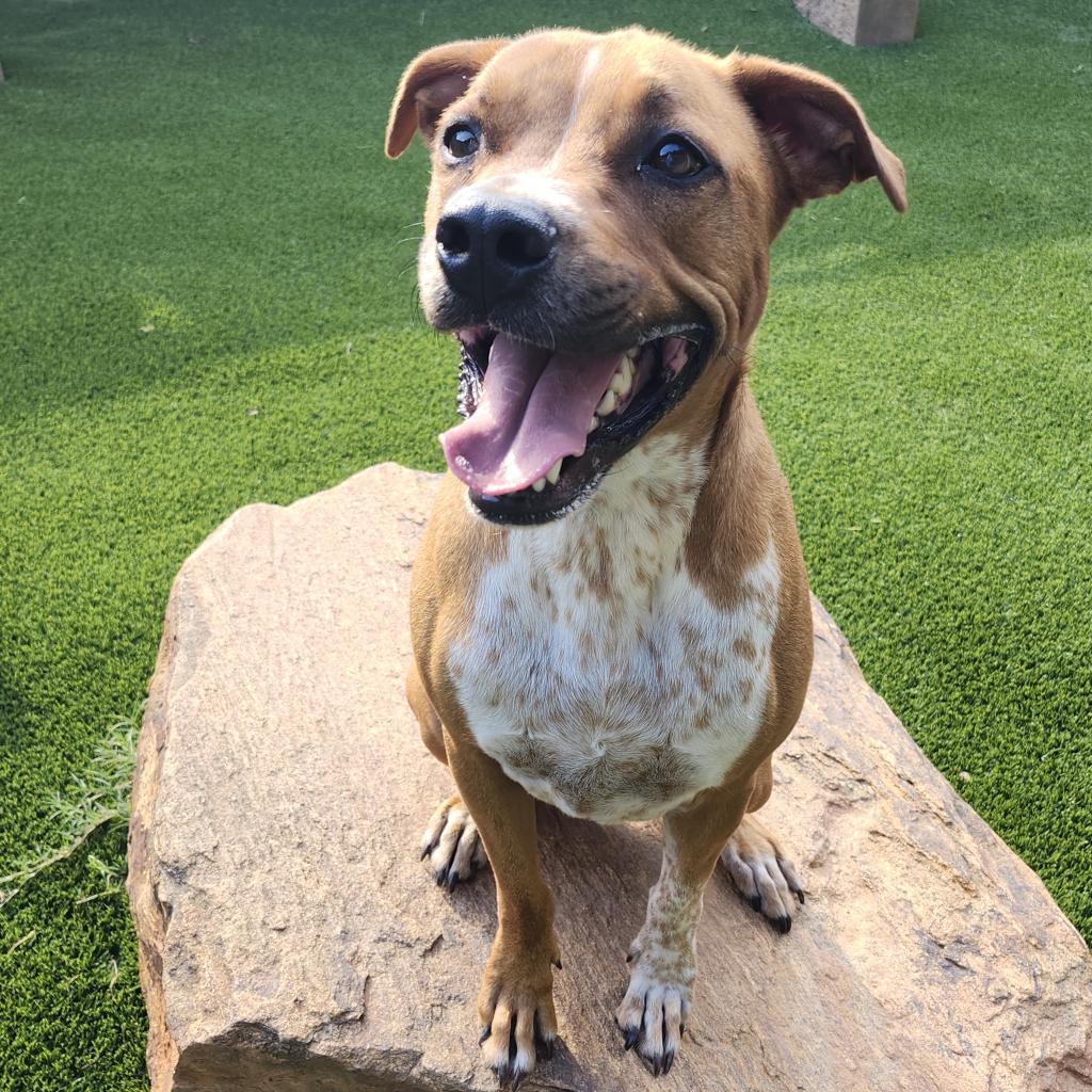 Enlarge Roscoe, a Adoptable Mixed Breed in Hamilton, GA image 1/6