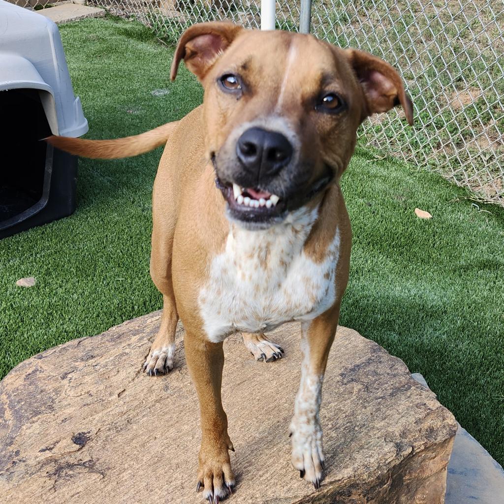 Enlarge Roscoe, a Adoptable Mixed Breed in Hamilton, GA image 3/6