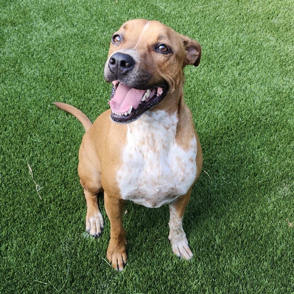 Enlarge Roscoe, a Adoptable Mixed Breed in Hamilton, GA image 4/6