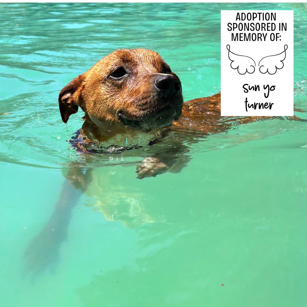 Enlarge Roscoe 6735, a Adoptable Mixed Breed in Hamilton, GA image 4/6