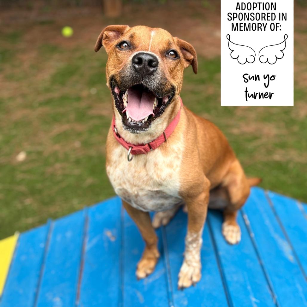 Enlarge Roscoe 6735, a Adoptable Mixed Breed in Hamilton, GA image 4/6