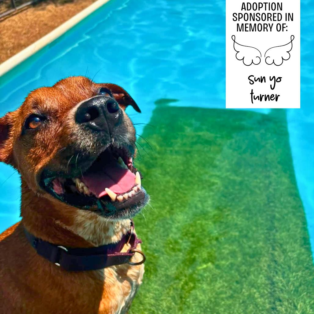 Roscoe 6735, a Adoptable Mixed Breed in Hamilton, GA image 5/6