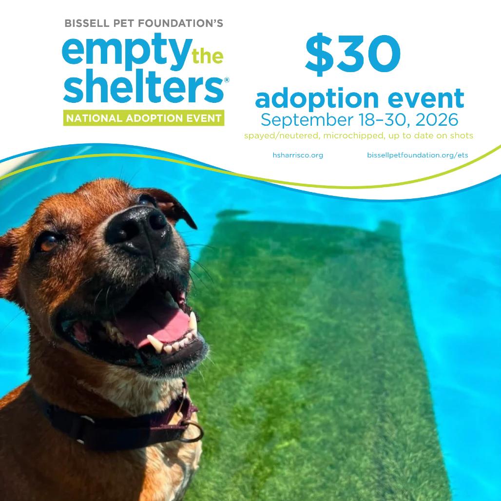 Enlarge Roscoe 6735, a Adoptable Mixed Breed in Hamilton, GA image 5/6