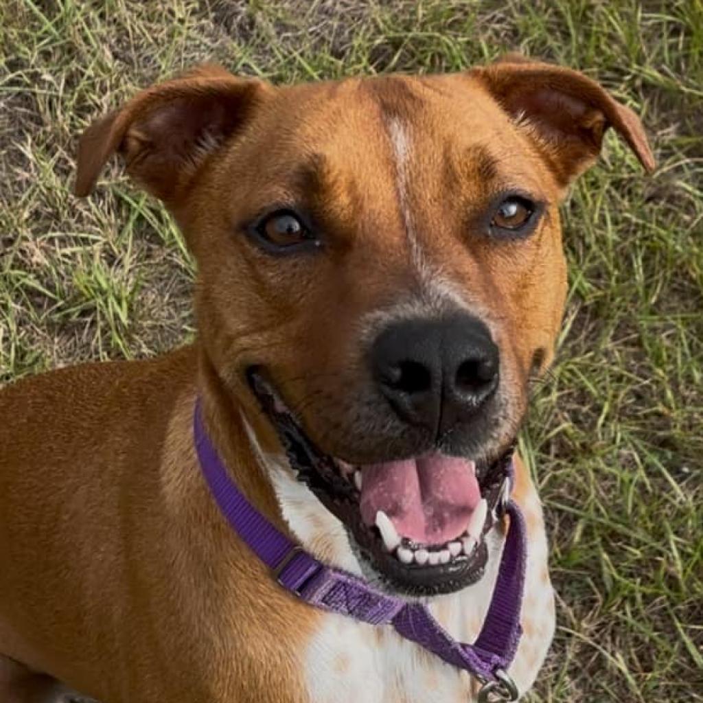 Enlarge Roscoe, a Adoptable Mixed Breed in Hamilton, GA image 6/6