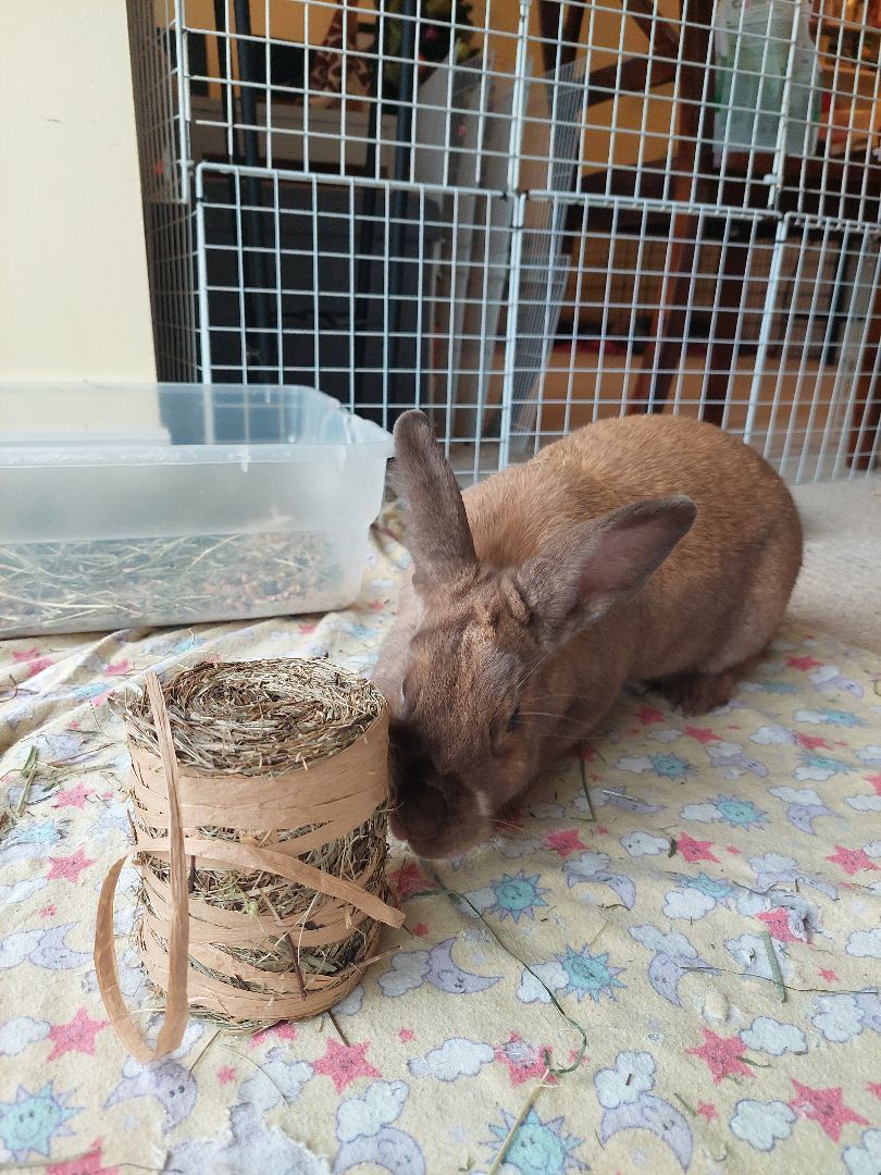Ella, a Adoptable Bunny Rabbit in Cambridge, ON image 1/6