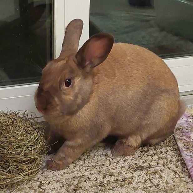 Ella, a Adoptable Bunny Rabbit in Cambridge, ON image 2/6