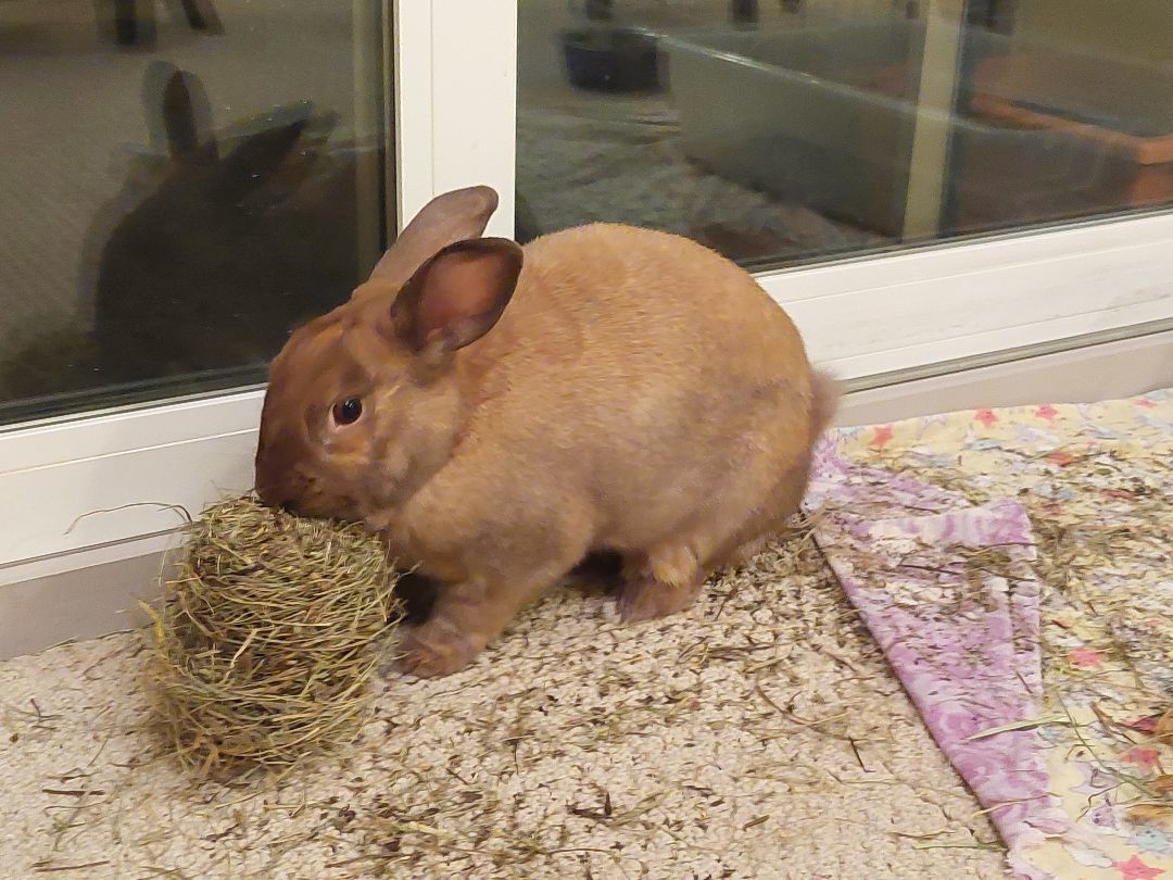 Ella, a Adoptable Bunny Rabbit in Cambridge, ON image 3/6
