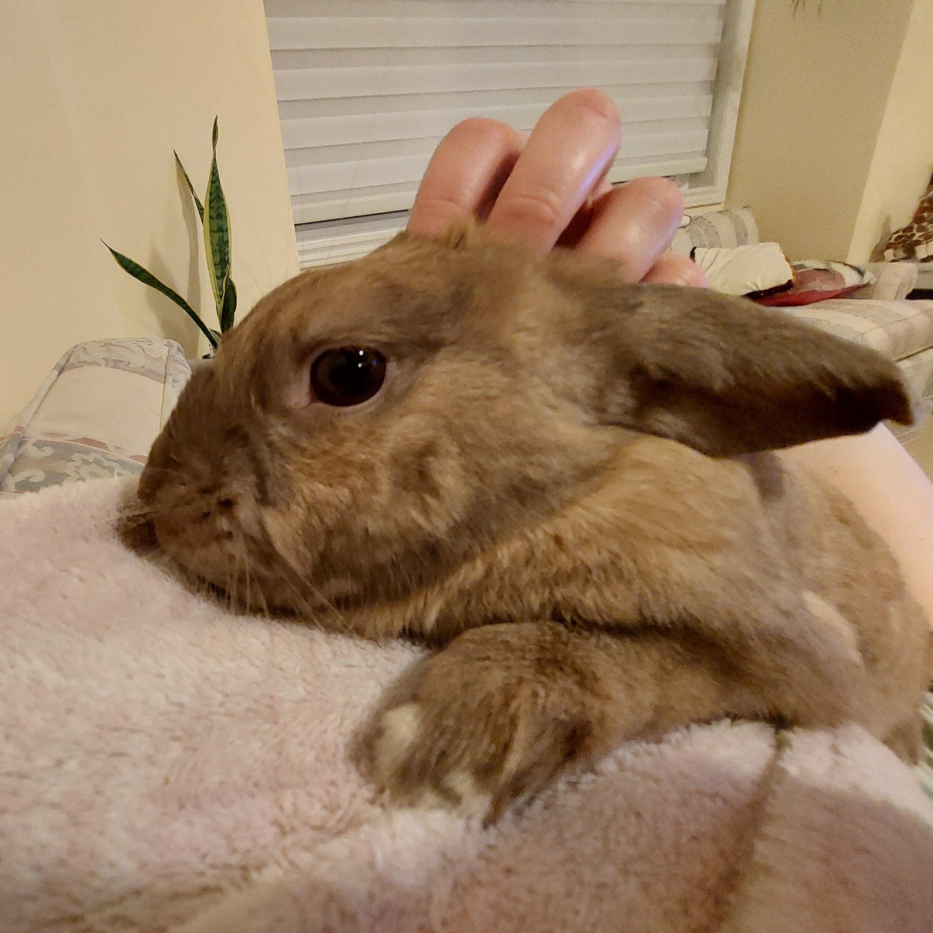 Enlarge Ella, a Adoptable Bunny Rabbit in Cambridge, ON image 2/6