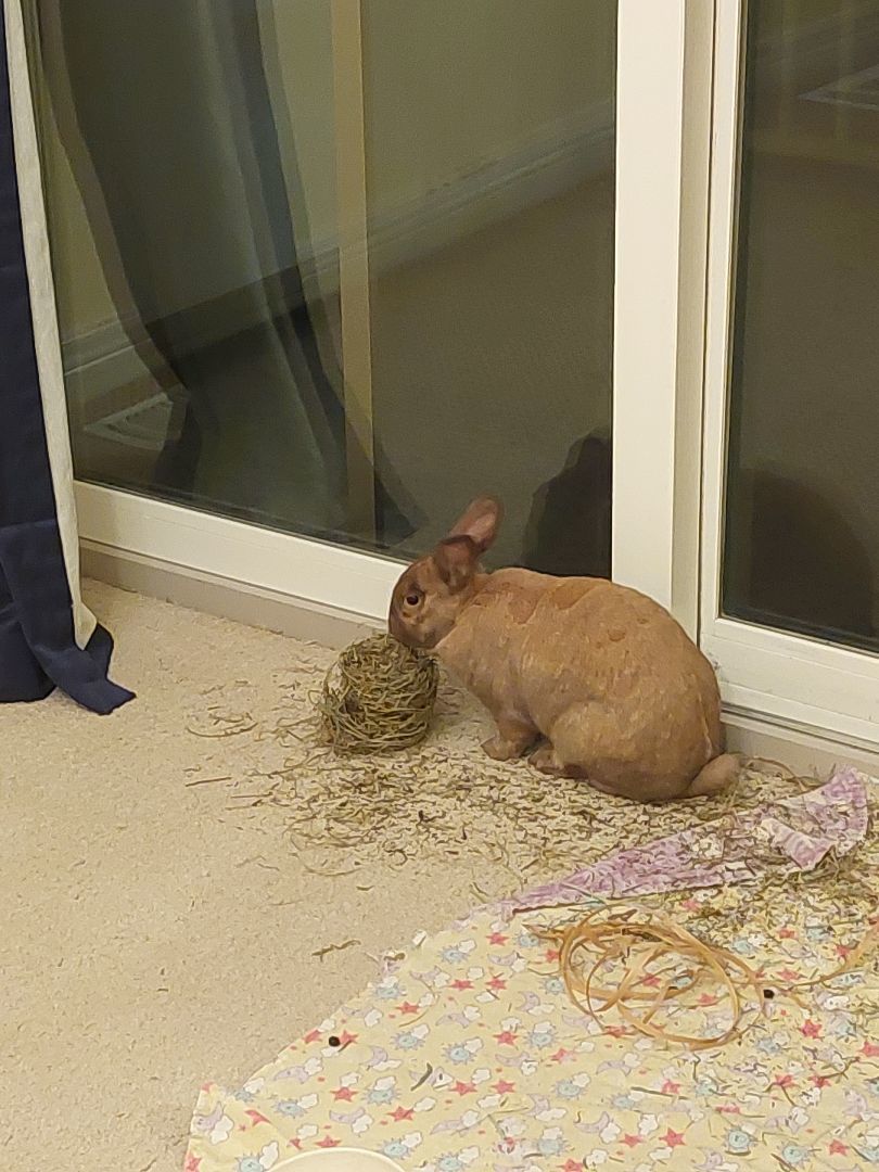 Ella, a Adoptable Bunny Rabbit in Cambridge, ON image 4/6