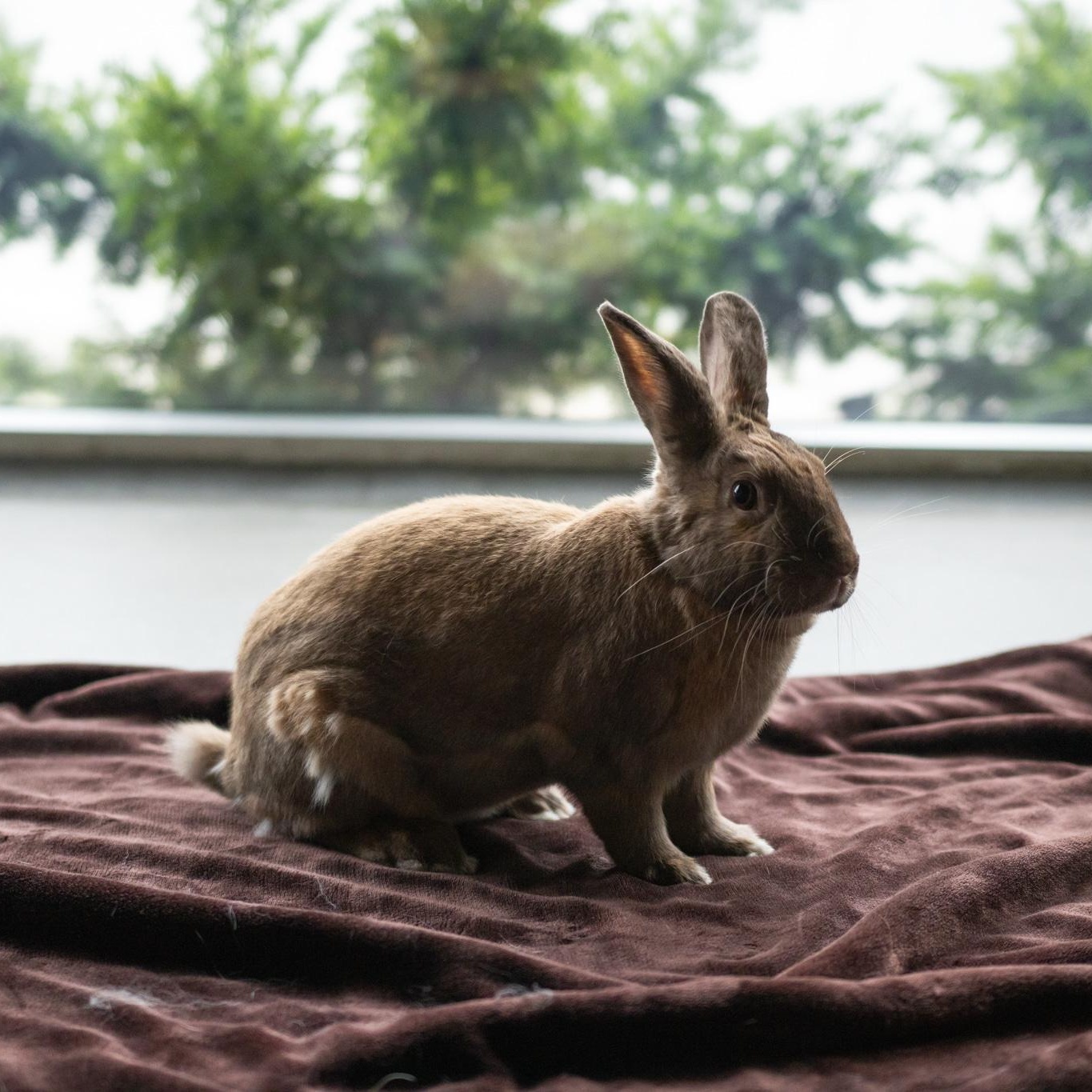 Enlarge Ella, a Adoptable Bunny Rabbit in Cambridge, ON image 6/6
