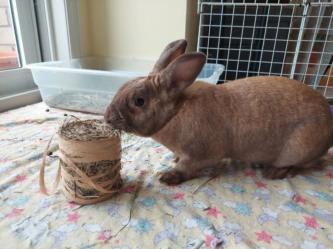 Ella, a Adoptable Bunny Rabbit in Cambridge, ON image 5/6