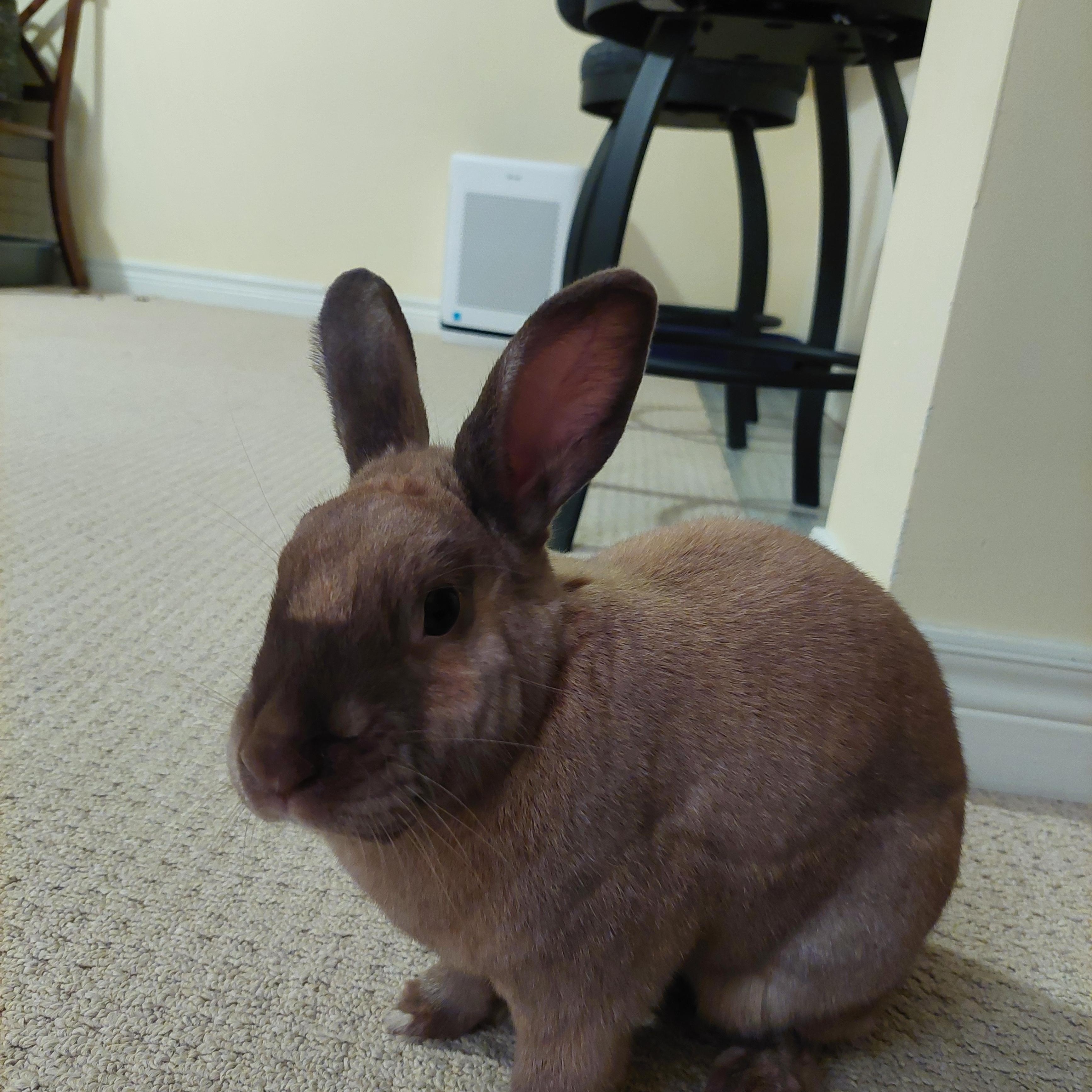 Enlarge Ella, a Adoptable Bunny Rabbit in Cambridge, ON image 4/6