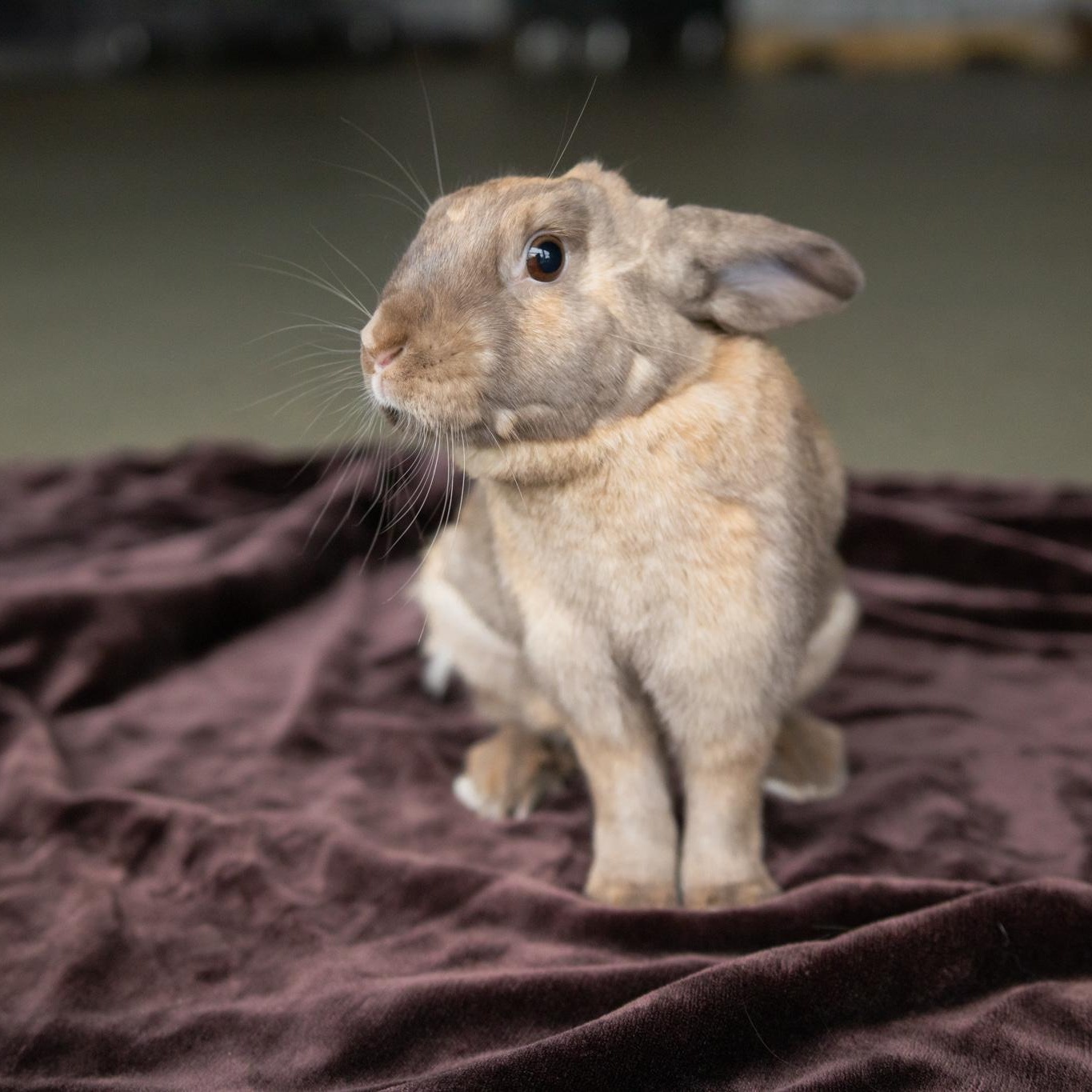 Enlarge Ella, a Adoptable Bunny Rabbit in Cambridge, ON image 1/6