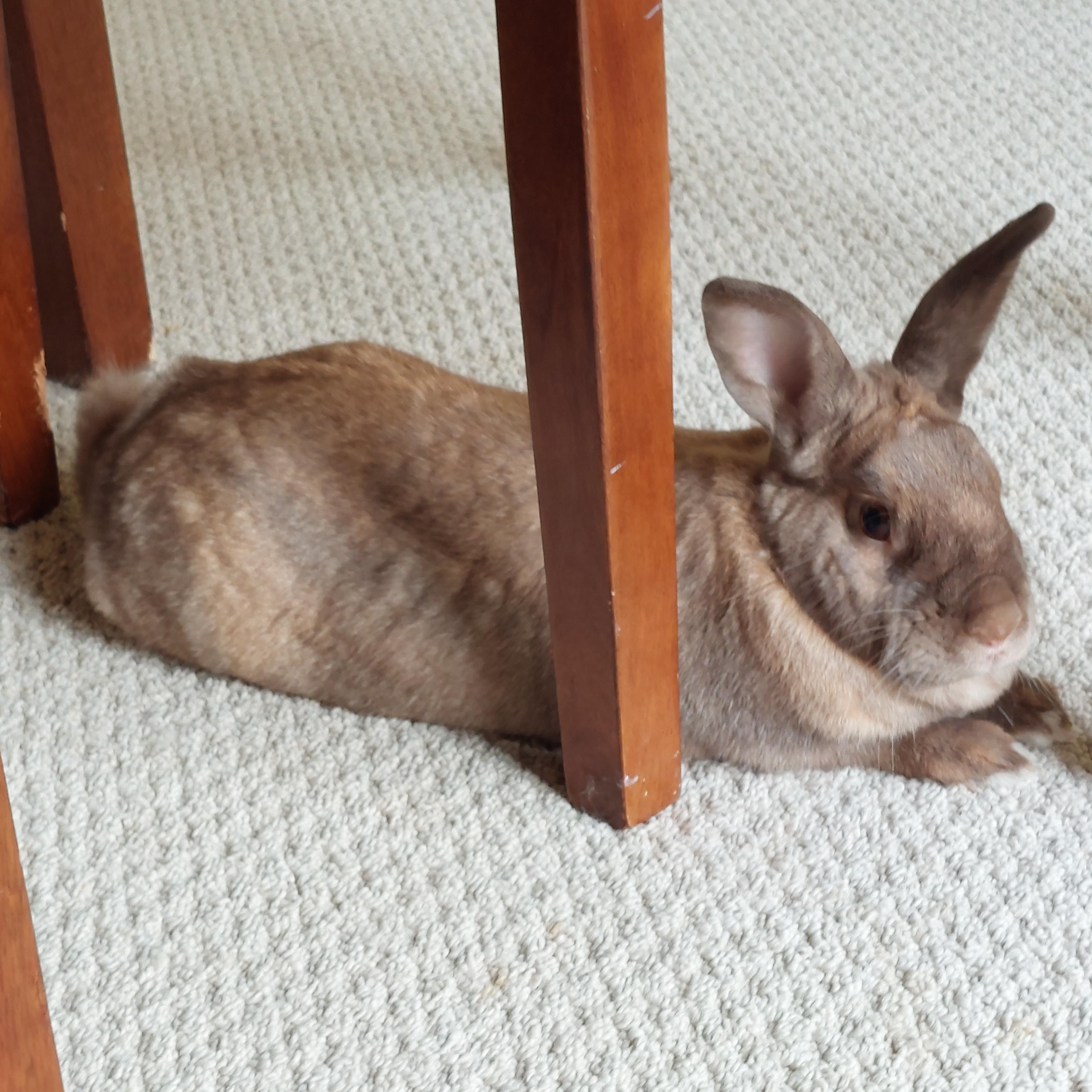 Enlarge Ella, a Adoptable Bunny Rabbit in Cambridge, ON image 5/6