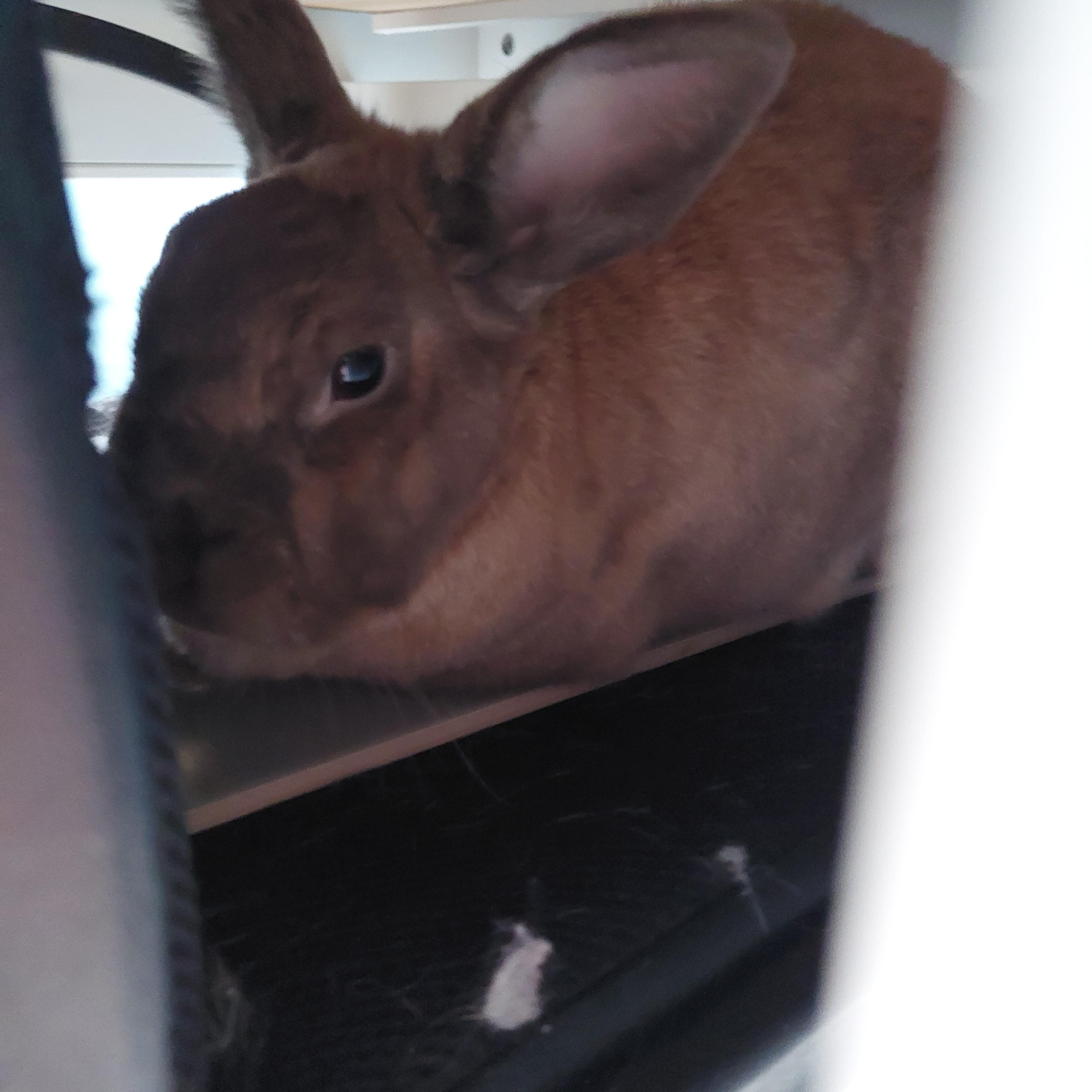 Enlarge Ella, a Adoptable Bunny Rabbit in Cambridge, ON image 3/6