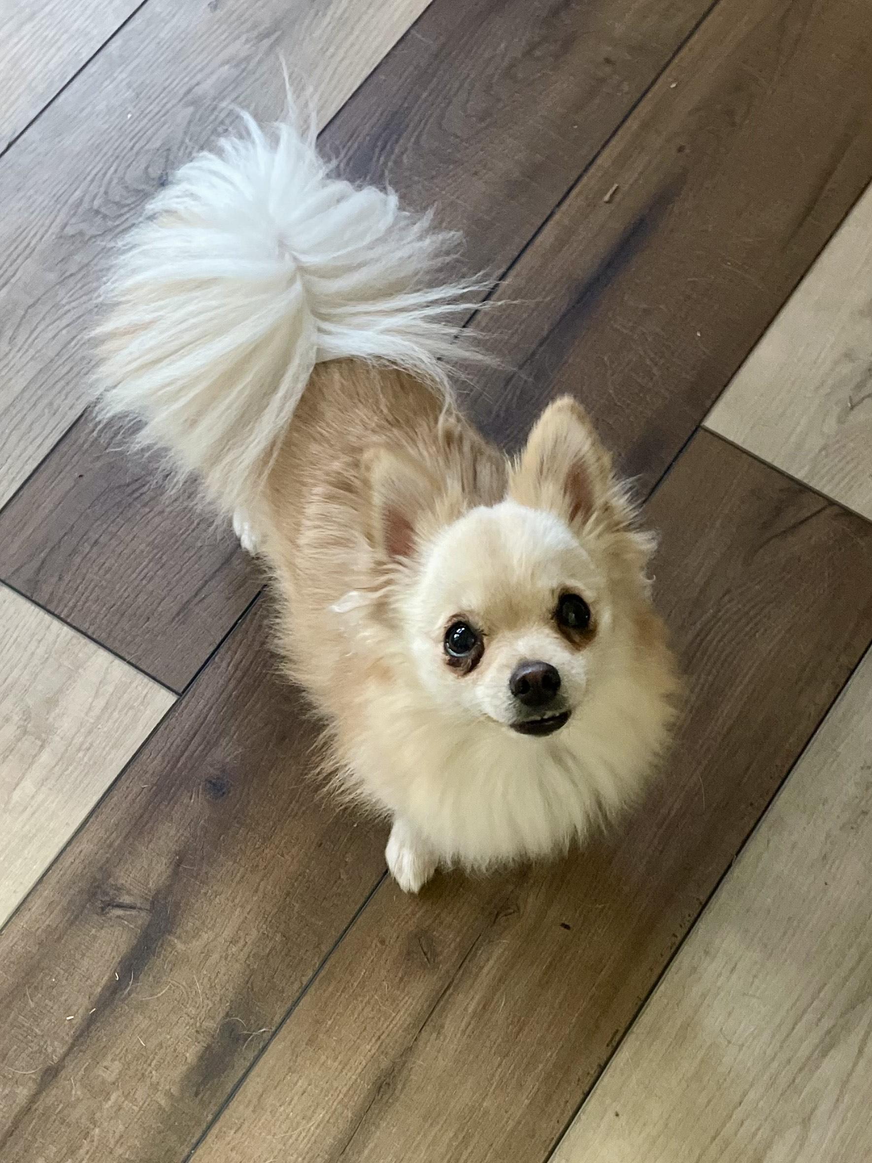 Enlarge MOCHI, a Adoptable Pomeranian in Alpharetta, GA image 3/5