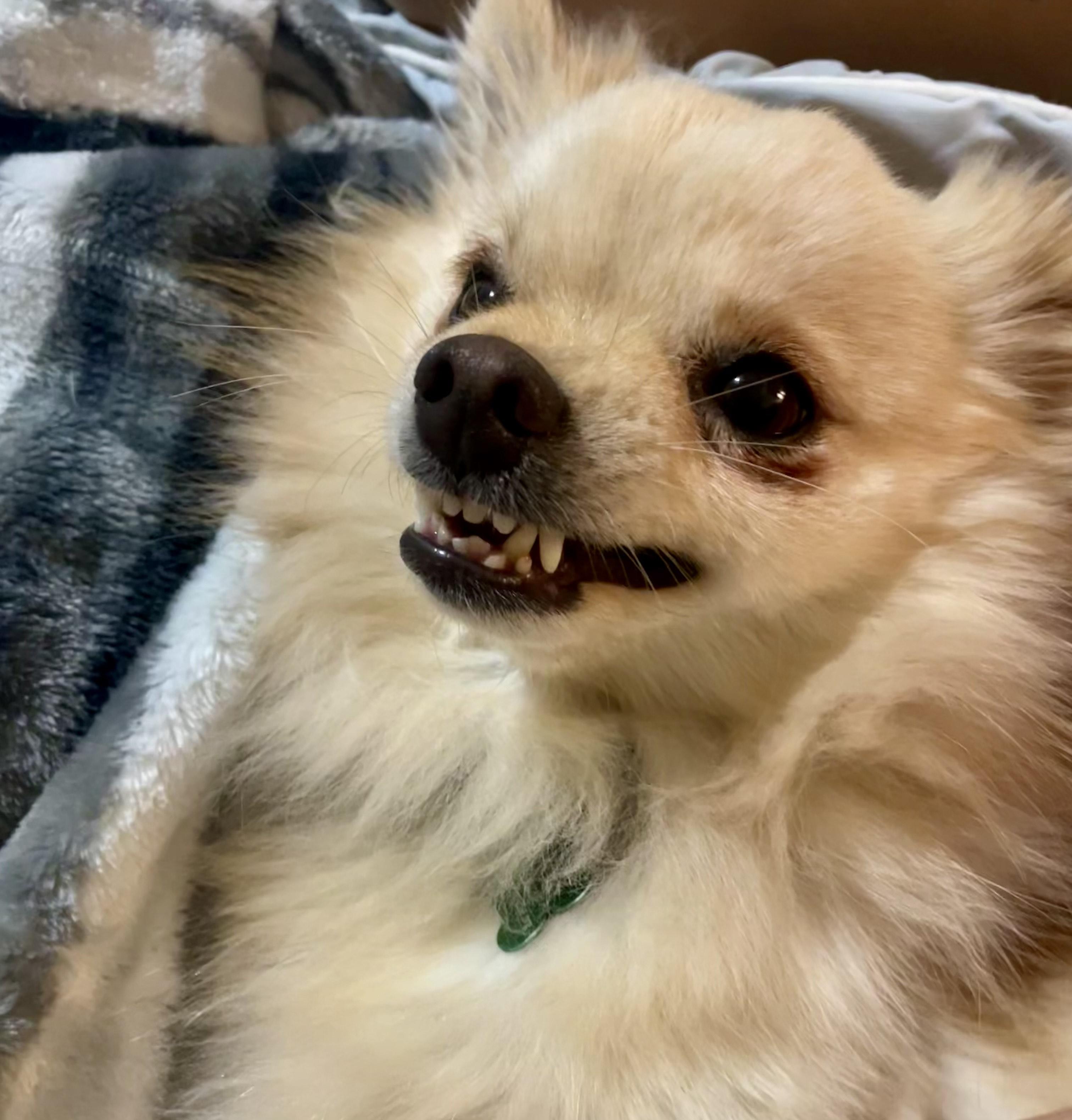 Enlarge MOCHI, a Adoptable Pomeranian in Alpharetta, GA image 4/5