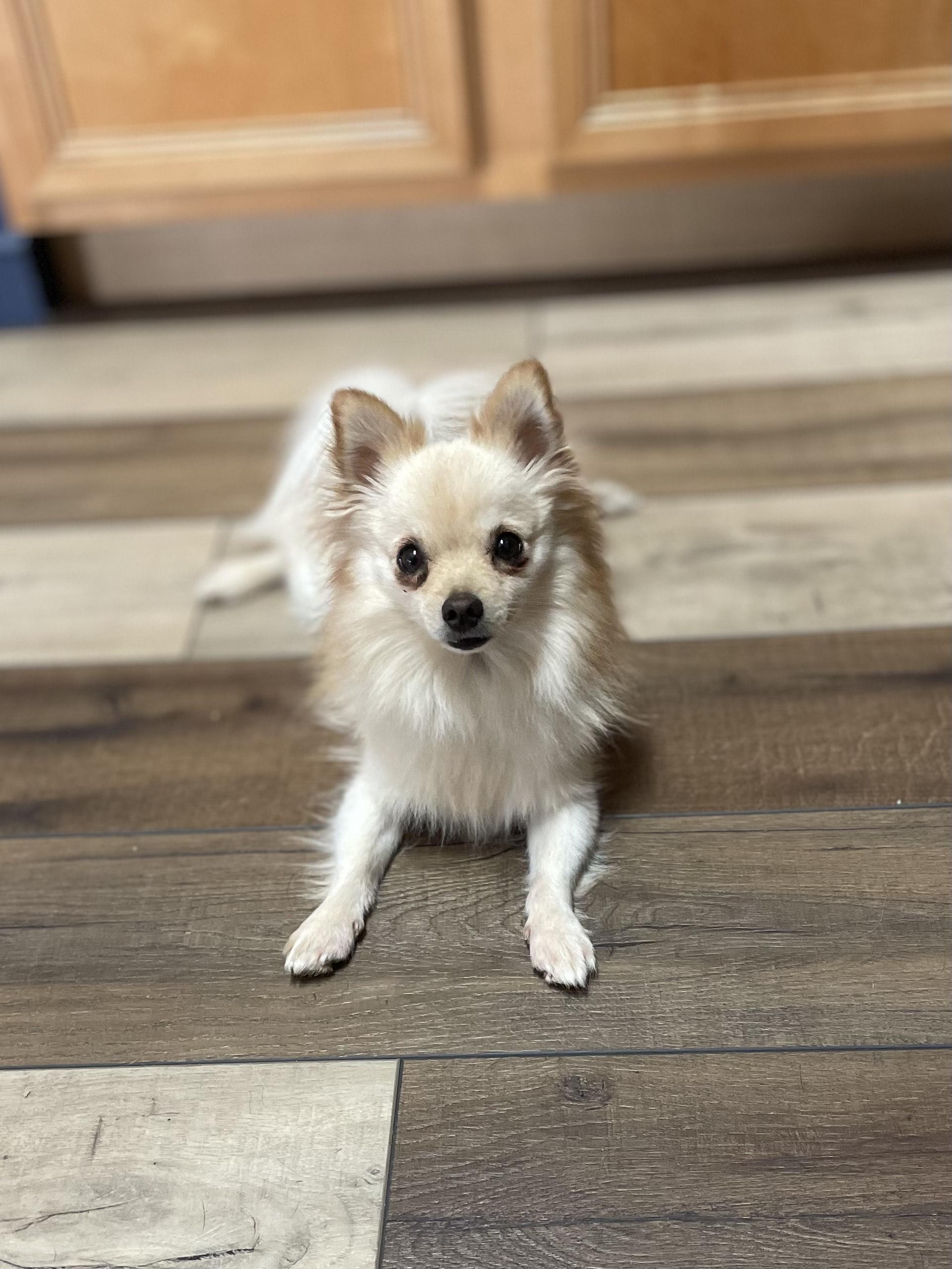 Enlarge MOCHI, a Adoptable Pomeranian in Alpharetta, GA image 1/5