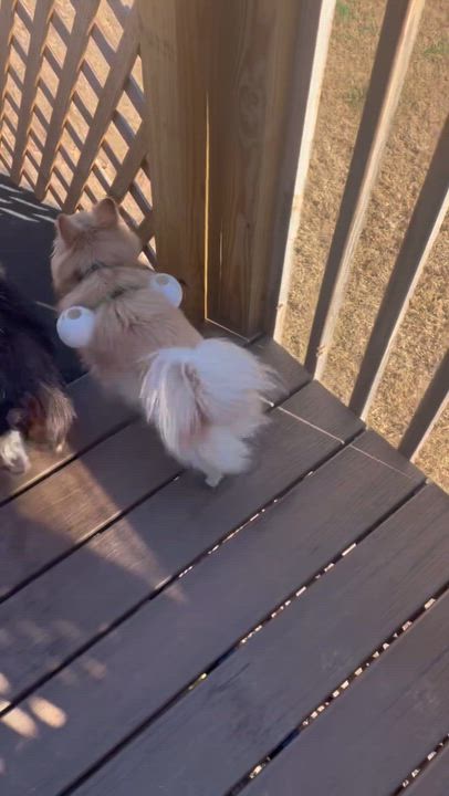 Enlarge MOCHI, a Adoptable Pomeranian in Alpharetta, GA video 5/5