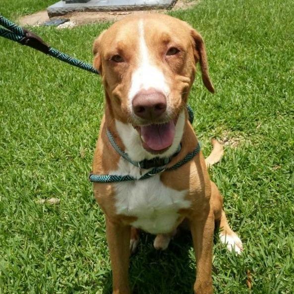 Enlarge Pawl, a Adoptable mixed breed in Beaumont, TX image 2/6