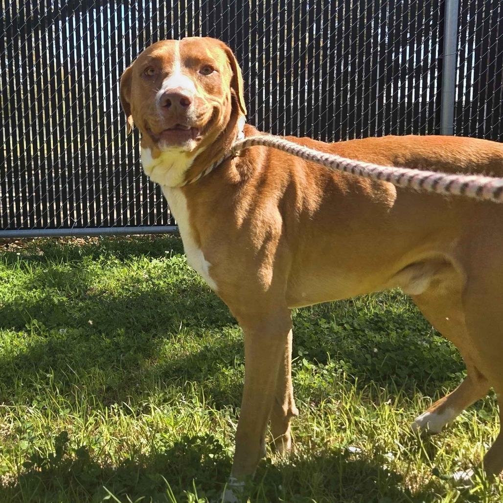 Enlarge Pawl, a Adoptable mixed breed in Beaumont, TX image 3/6