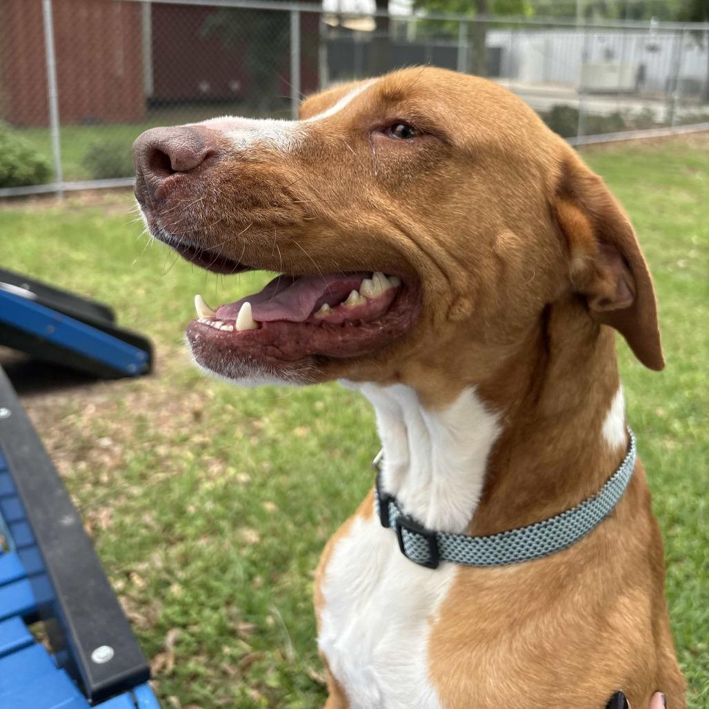 Enlarge Pawl, a Adoptable mixed breed in Beaumont, TX image 4/6