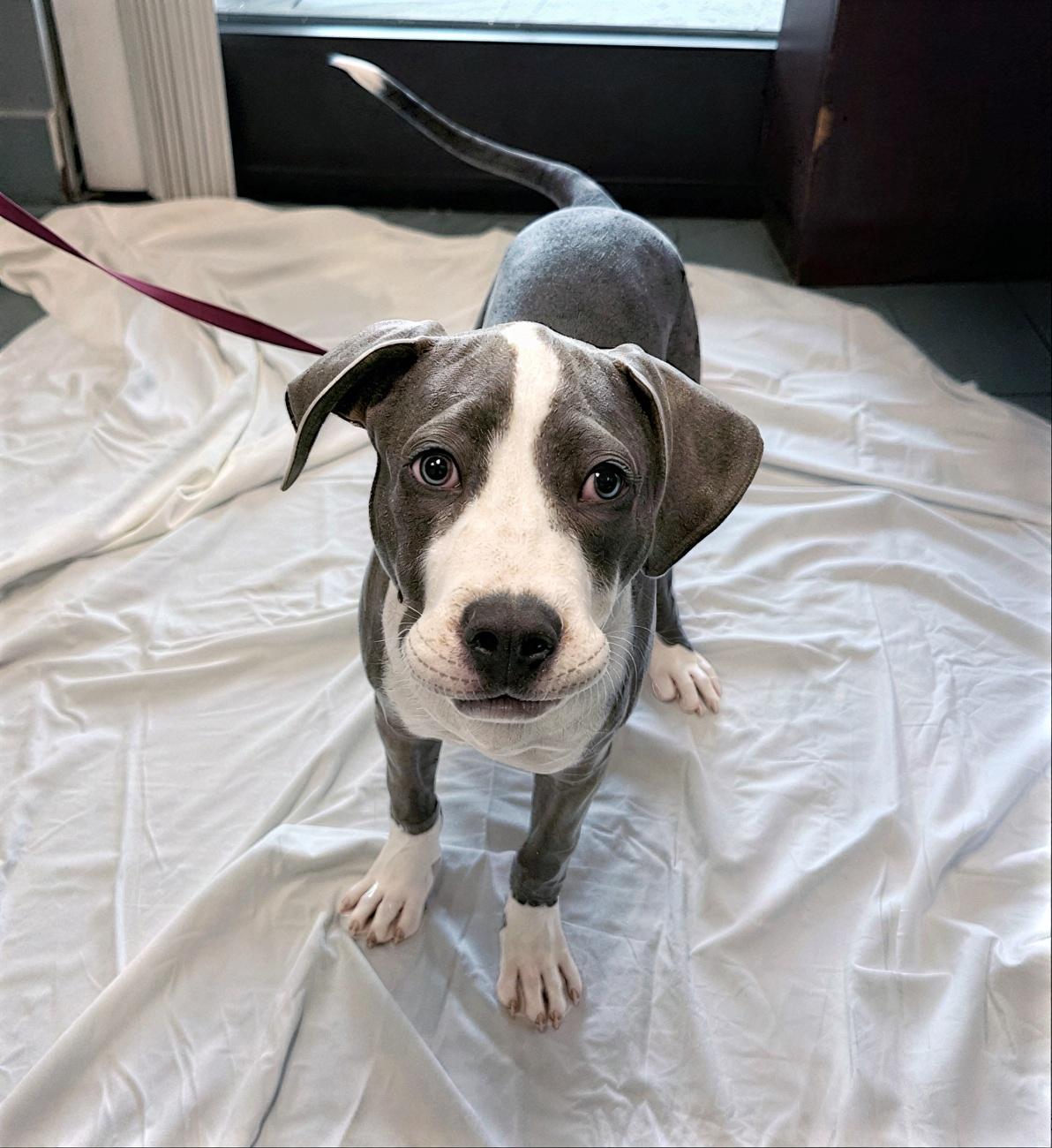 Gigabyte, adopted, Puppy Male Mixed Breed.